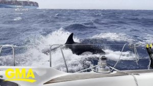 Orcas Attacking Boats Sinking 3 – Now In The News