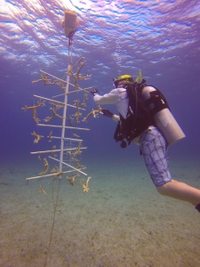 Injured Veterans Dive To Assist in Coral Reef Research in Little Cayman