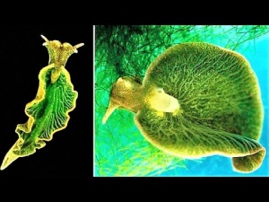 10 Weird Underwater Creatures [Video]