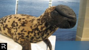 Dangerous Sea Animals To Know About and Avoid