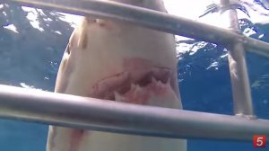Ten Times Shark Diving Didn’t Go As Expected