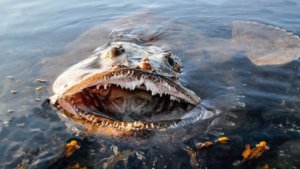 15 Dangerous Marine Animals To Definitely Not Touch When Diving or Snorkeling