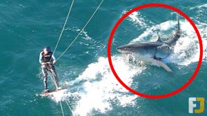 Unexpected and Terrifying Shark Encounters