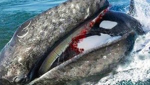 Sea Animals That Chose The Wrong One -15 Incidences