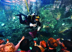Great Diving in The USA