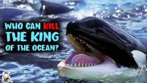 These 5 Animals Could Defeat A Killer Whale