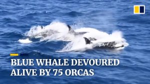 Orcas Gang Up In Large Pods To Take Down Huge Blue Whales.