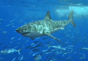 Great White Shark Tracker Shows Shark Activity In The NE Atlantic Coast