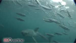 Great White Sharks Comeback In The Atlantic