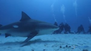 Scuba Diving With Deadly Animals Is Scary and Exciting