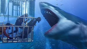 Shark Cage Diving  Fails & Other Scary Diving Encounters