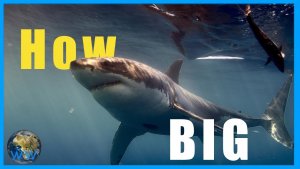 How Big Can A Great White Shark Get?