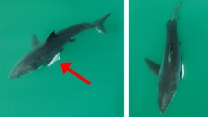 Injured Great White Shark – Drone Footage Shows Birds Fearless