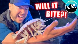 Deep Sea Isopod – A close encounter with Isopods
