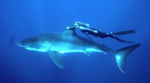 She Rides Great White Sharks [Video]