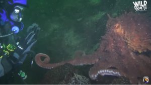 Giant Pacific Octopus Magical Encounter With Diver [Video]