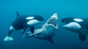 About Orcas And Why They Are Known As Killer Whales