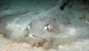 Where To Find Marine Life When Scuba Diving