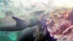 Divers Jump Into Shark Feeding Frenzy With  40 Sharks To Film – Cageless