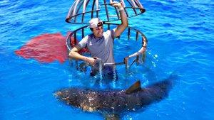Do Sharks Prefer Human Blood or Fish Blood?