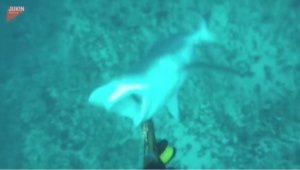 Diver Prod Angers Shark To Attack 