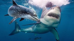 Sharks Are Terrified of Dolphins