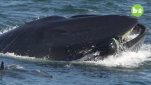 Diver Gets Trapped Inside of A Whale’s Mouth 