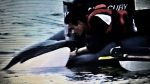 A Friendly Killer Whale & The No-Touch Rule Dilemma [Video]