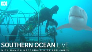 Abalone Divers Face Great White Sharks Daily