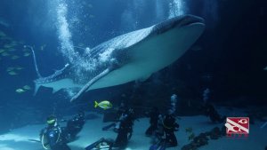 Aquarium Diving – Atlanta Georgia