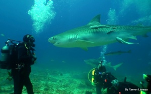 Amazing Shark Charmer [Video]