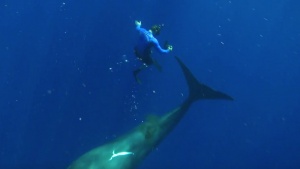 An Unforgettable Swim With Two Sperm Whales [Video]