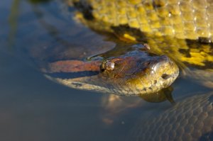 Diving With An Anaconda