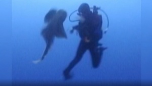 Scuba Diver’s Surprise Attack By Angel Shark [Video]