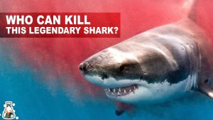 Great White Sharks Should Fear These