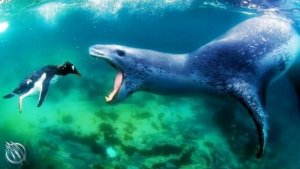 Leopard Seals – Deadly Apex Predators Of The Arctic Circle To Avoid