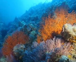 The Great Southern Reef – Australia’s other Reef