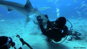 Awesome Video Of Sharks & Cageless Divers Having Fun [Video]