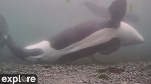 Beach-pebble Rubbing  Ritual Excites This Pod of Orcas