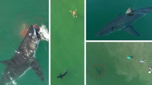 Best of 2020: Great White Shark – Drone Footage