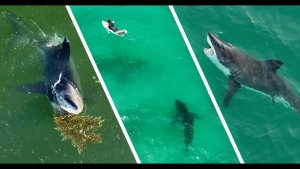 Best Shark Drone Footage Of 2022