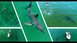 BEST OF 2021: GREAT WHITE SHARK – DRONE FOOTAGE
