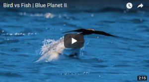 Bird-Eating Fish Catches Birds In Flight 