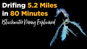 Blackwater Diving