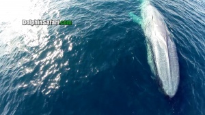Blue Whales Captured On Film By Video Drone (video)