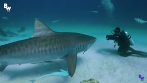 Barracuda Encounter Diving Bimini’s El Dorado Shoal