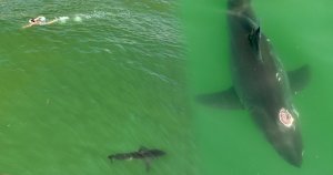 Amazing Shark Drone Footage – Possible Gun Shot Wound & Close Encounters