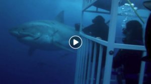 Cage Diving  Great White Sharks of Guadalupe