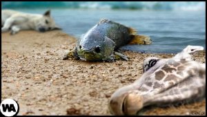 Climbing Perch – Fish Leaving The Water May Cause Unpredictable Problems