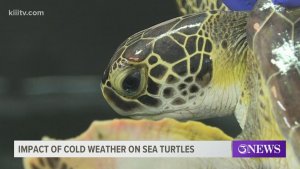 Sea Turtles – Thousands Cold Stunned